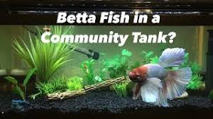 After all betta fish are highly territorial and can be aggressive towards other fish. Can A Betta Fish Live With Other Fish Youtube
