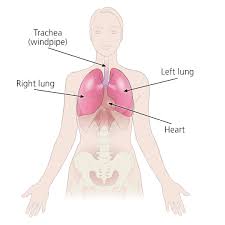 All lung transplant candidates work with a transplant coordinator, who lays the groundwork for their initial evaluation by gathering their medical information, previous stem cell transplantation: Lung Transplant Surgery Organ Transplantation Nhs Blood And Transplant