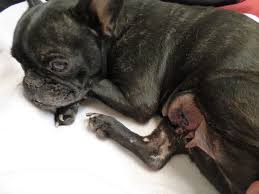 Find a french bulldog on gumtree, the #1 site for dogs & puppies for sale classifieds ads in the uk. The Sad Reality Behind The Over Breeding Of Flat Faced Dogs Like French Bulldogs Wales Online