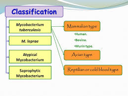 Mycobacteria | Microbial Pathogens Requiring Special Lab Tech | Diagnostic  Microbiology In Action | Microbiology Methods