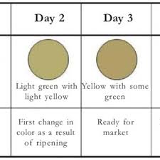 The Banana Ripening Chart Download Scientific Diagram