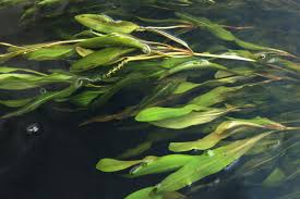 Image result for Potamogeton