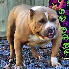 Very few pitbull breeders have white pitbull puppies for sale. Xxl Bully American Pitbull Xl Bully Deno