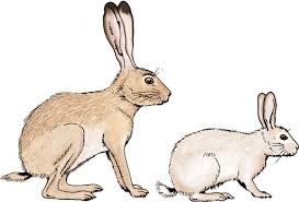 Make sure your rabbit is relaxed. Basic Anatomy Physiology And Husbandry Veterian Key