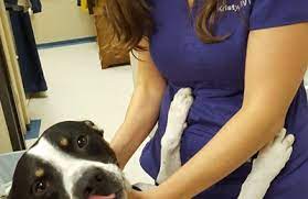 On the street of eldridge road and street number is 1216. Sugar Land Pet Hospital 1216 Eldridge Rd Sugar Land Tx 77478 Closed Yp Com
