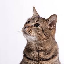 The symptoms are just the same as in humans and that horrible feeling we get when we have the flu is exactly what the cat feels and more. Looking After Your New Cat What You Need To Know