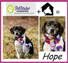 Pet finder is the worst site to adopt on. Dream House Rescue Home