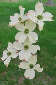 See more ideas about dogwood flowers, dogwood, flowers. Dogwood Flowers Dogwood Flower Tattoos Dogwood Flowers Flowering Trees