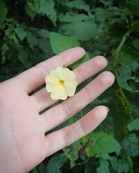 Image result for Thunbergia dregeana