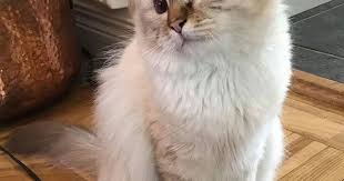 Pin By Birma Vanner On Birmans Handsome Boys Tabby Cat Beautiful Cats