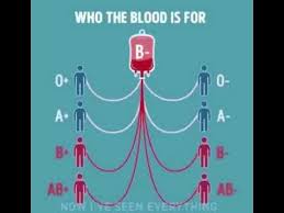 74 Punctilious Blood Group Flow Chart