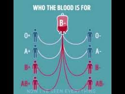 74 Punctilious Blood Group Flow Chart