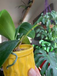 I have one a neighbor that started one for me from pieces from her. Answering Questions On Orchids And Christmas Cacti