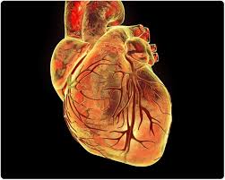 Ø mechanical trauma to the heart. Myocarditis Therapy