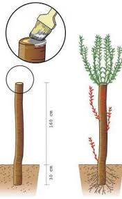 37 Einzigartig Winterdeko Fur Draussen Weihnachten Pinterest Garden Topiary Und Diy Projects