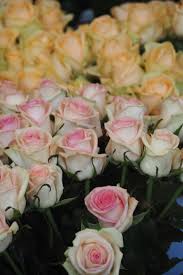 Epingle Par Pommedamour Primeur Sur Fleurs En 2020 Pomme D Amour Pomme Fleurs