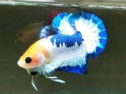 Umumnya ikan cupang yang mutasi itu seperti misalnya ikan cupang koi, ikan cupang fancy, bluerim dan masih banyak lagi. Blue Rim Marble Yellow Head Ikan Cupang Ikan