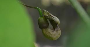 Image result for Aristolochia heppii