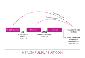 Here, she explains what it's like. How The Keto Diet Is Different For Women Healthful Pursuit