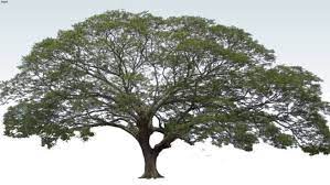 Tree 2d Albizia Saman 3d Warehouse Trees To Plant Umbrella Tree Tropical Tree