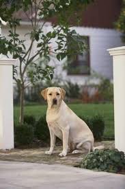 Labrador Retriever Photographic Print Dlillc Art Com In 2020 Labrador Retriever Labrador Labrador Retriever Puppies
