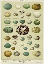 North America Bird Identifier By Picture Pin By Beth Kirby Local Milk Seas On Gardening Botanical Prints Bird Eggs Prints