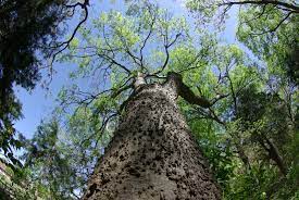 Sugarberry is native to the southeastern part of the united states, ranging south from southeastern virginia to southern florida. Celtis Laevigata Wikipedia