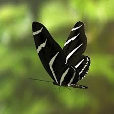 Black And Red Caterpillar With White Spikes 3d Model Zebra Butterfly Zebra Butterfly Butterfly Beautiful Butterflies