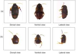 Image result for Vigna mildbraedii