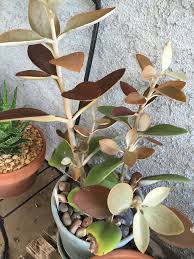 Kalanchoe Orgyalis Copper Spoons Succulents Plants