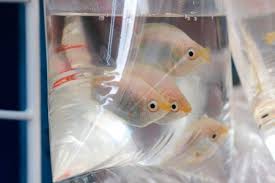 Pet supplies plus store locator. Tips On Saltwater Fish Transport