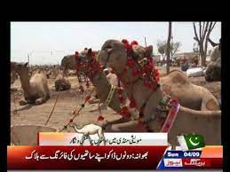 We can send camel to your address directly from our. Beautiful Camel Qurbani By News Alert News Alert
