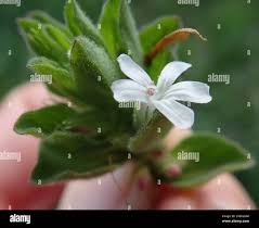 Image result for Dyschoriste trichocalyx