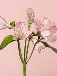 Mourning And The Symbolism Of Flowers Funny How Flowers Do That
