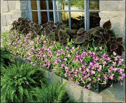 Image result for Torenia thouarsii