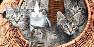 Mulai dari kotoran kucing bercampur darah, kotoran kucing bercampur lendir, atau bahkan mencret disertai dengan lendir dan darah. Kenapa Anak Kucing Sering Dijilat Oleh Induknya Ini 4 Alasannya Halaman All Kompas Com