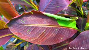 Image result for Musa sp. (Ornamental bananas)