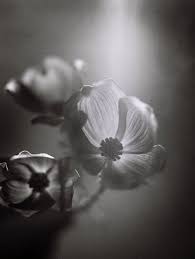 Black And White Film Photography Why I Switched From The Contax 645 To The Pentax 645nii Shoot It With Film Black And White Film Film Photography Umbrella Photography