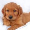 Browse thru our id verified puppy for sale listings to find your perfect puppy in your area. 1