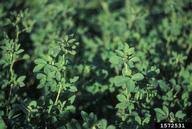 Maybe you would like to learn more about one of these? Alfalfa Weeds Bugwoodwiki