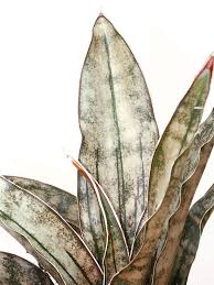 Lg Sansevieria Kirkii Pulchra Coppertone Snake Plant Sansevieria Plant Snake Plant Plants