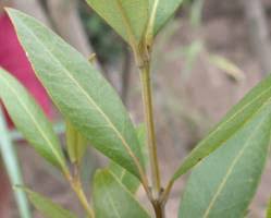 Image result for Avicennia marina