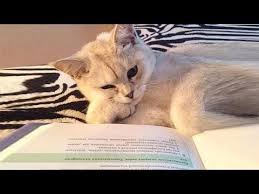 This Is Reason I M Hard To Be A Good Student Funny And Cute Cats Annoying Videos Compilation Youtube In 2020 Cute Cats Baby Cats Pretty Cats
