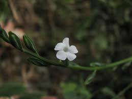 Image result for Buchnera leptostachya