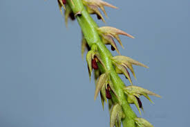 Image result for Bulbophyllum sp. nov