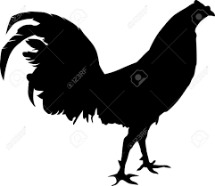 On this page presented 33+ fighting rooster silhouette photos and images free for download and editing. 10 Fighting Rooster Ideas Fighting Rooster Rooster Rooster Art