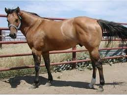 It has been established that this dog is among the 14 oldest breeds and bones excavated in. Dun Poco Bueno Jessie James Royal King Quarter Horse At Stud In Mcalister Nm