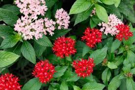 Maybe you would like to learn more about one of these? Are Pentas Toxic To Dogs Ryno Lawn Care Llc