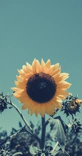 Wallpaper You Know I Had To Do It To Em Png Wallpapers For Iphone 25 Best Floral Wallpapers From Tumblr In 2020 Sunflowers Background Sunflower Wallpaper Iphone Wallpaper Sky