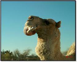 Male dromedaries camels have a soft palate, which they inflate to produce a deep pink sack that out of the sides of their mouths during the mating season. Male Dromedary Camel Extruding His Dulaa After Mating Download Scientific Diagram
